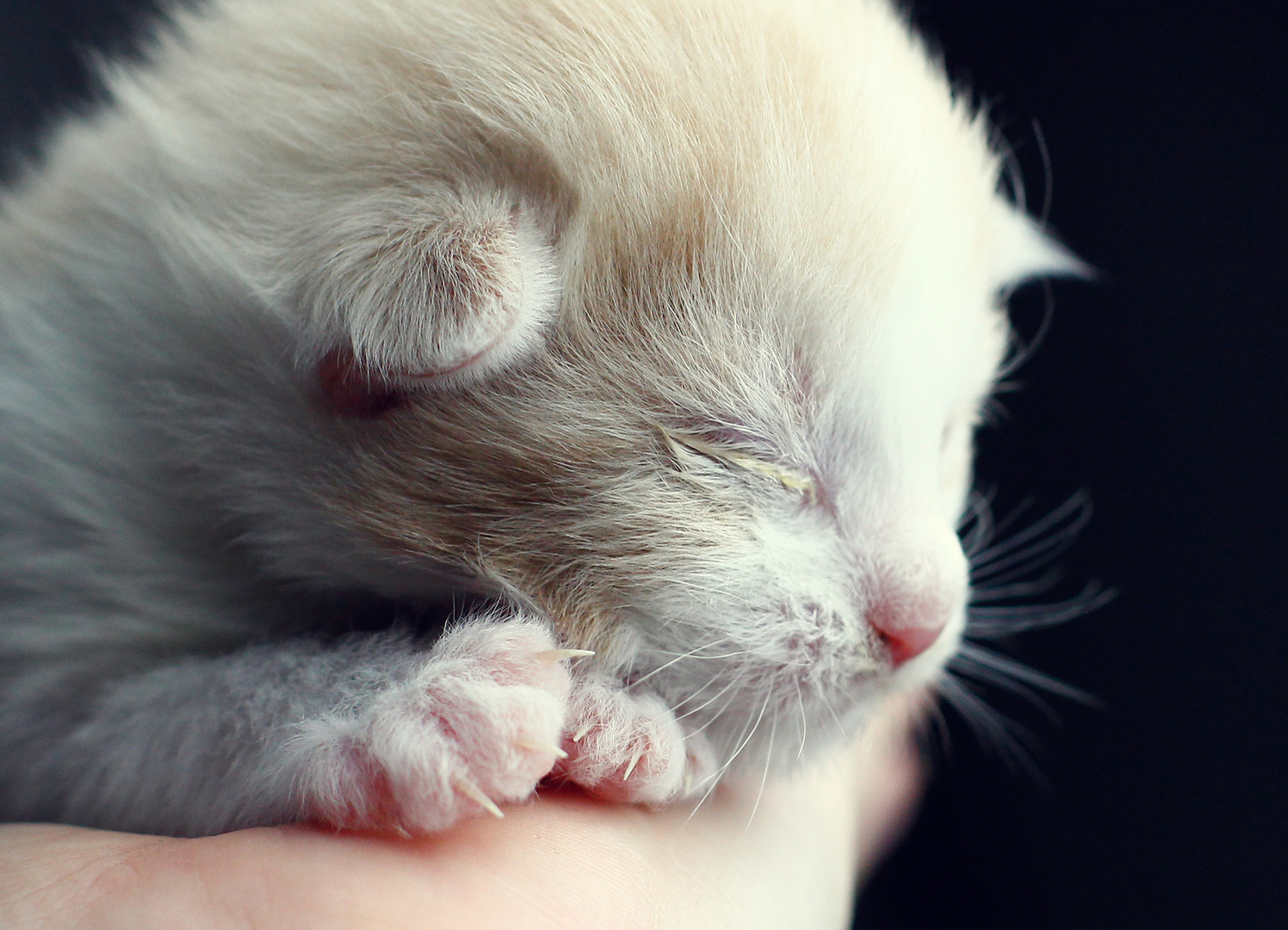 Maine Coon Kitten