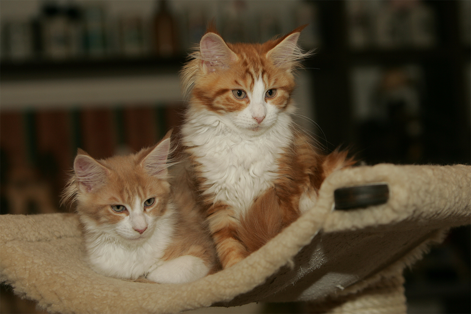 Maine Coon Kitten Dancer und Jerry-Lee