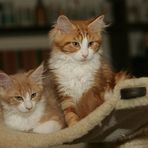 Maine Coon Kitten Dancer und Jerry-Lee