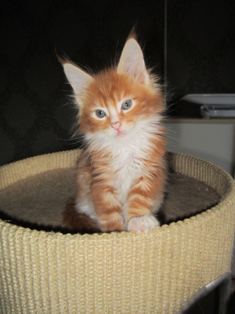 Maine Coon Kitten Murphy