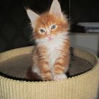 Maine Coon Kitten Murphy