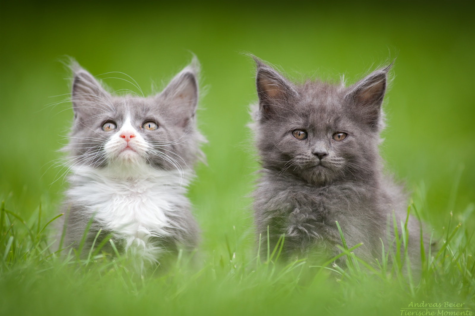 Maine Coon Kitten XXS