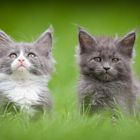 Maine Coon Kitten XXS