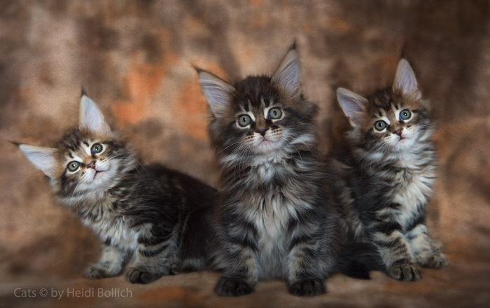 Maine Coon Kittens / 1