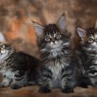 Maine Coon Kittens / 1