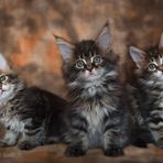 Maine Coon Kittens / 1