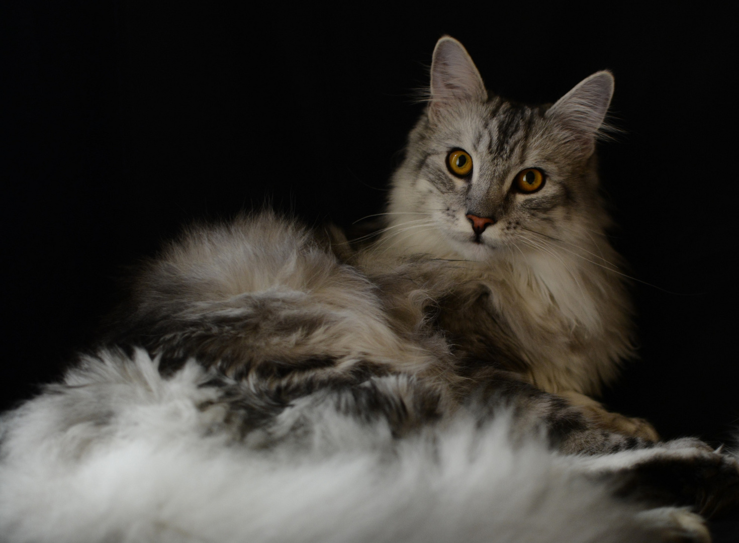 Maine Coon, liegend 9 M.