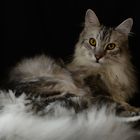 Maine Coon, liegend 9 M.