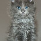 Maine Coon Mädchen blue solid 6,5 Wochen