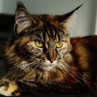 Maine Coon - Mini