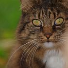 Maine Coon - Mischmasch