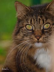 Maine Coon - Mischmasch