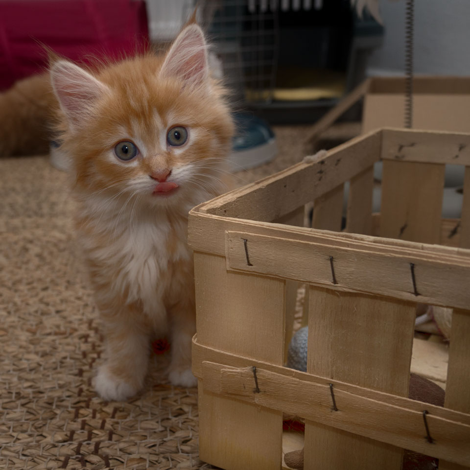 Maine Coon Mix