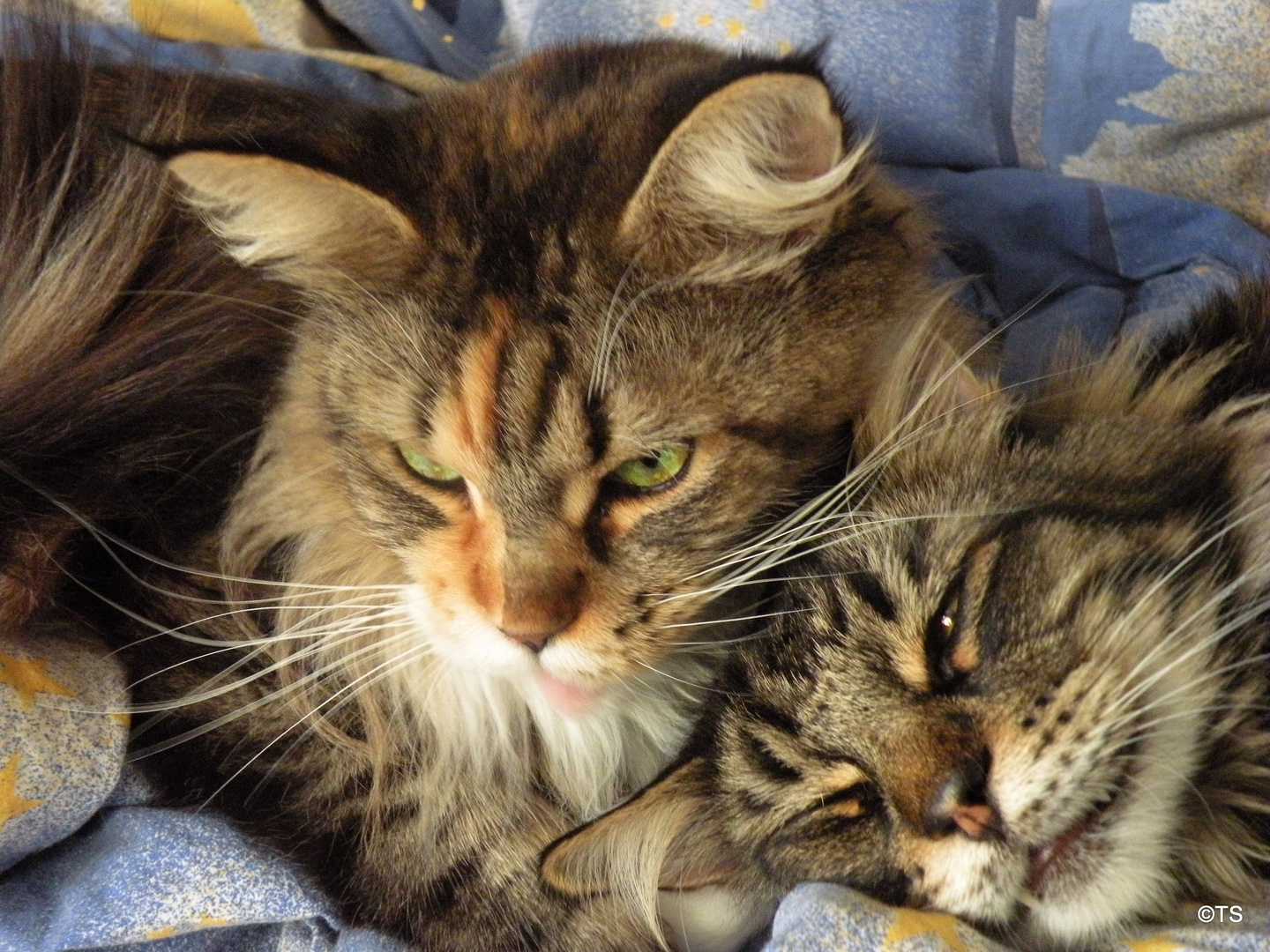 Maine Coon & Norwegische Waldkatze