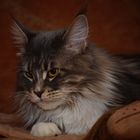 Maine Coon O'Funny