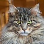 Maine-Coon Oliaz