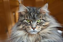 Maine-Coon Oliaz