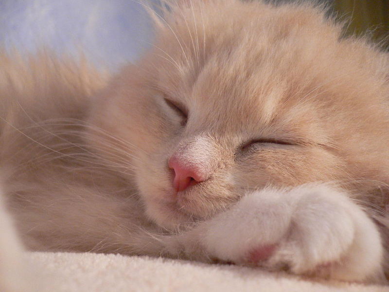 Maine Coon Perser Mix Foto Bild Tiere Haustiere