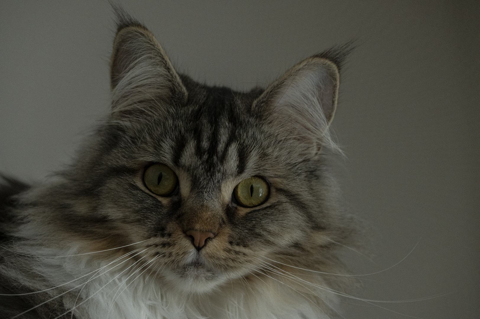 Maine-Coon Portrait