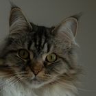 Maine-Coon Portrait