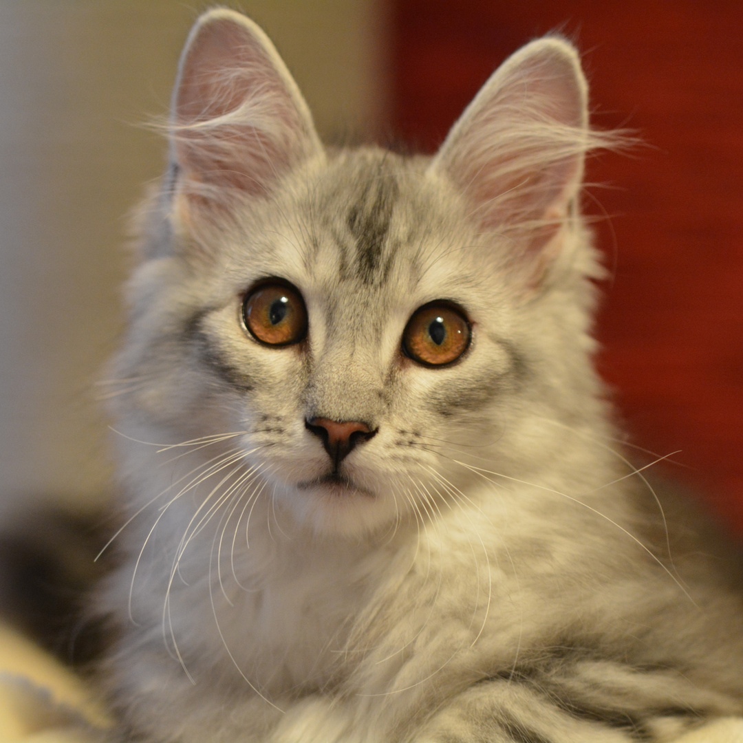 Maine Coon Portrait, 3,5 M.