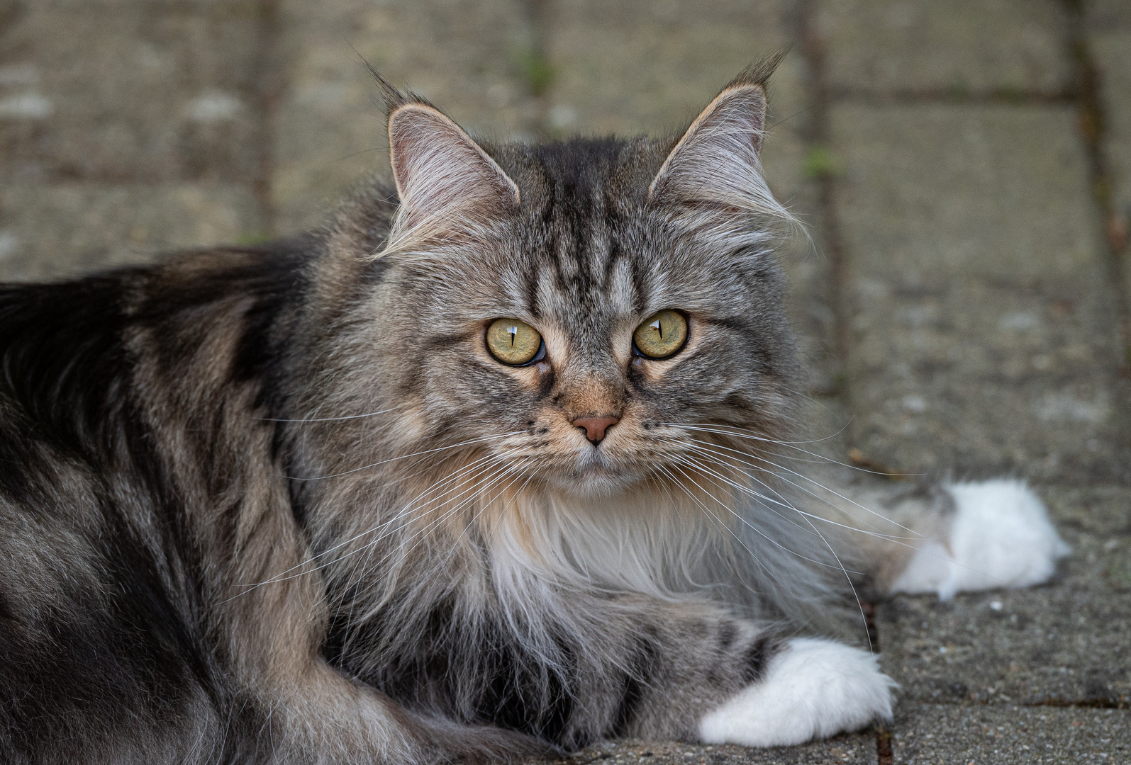 Maine-Coon Portrait