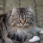 Maine-Coon Portrait