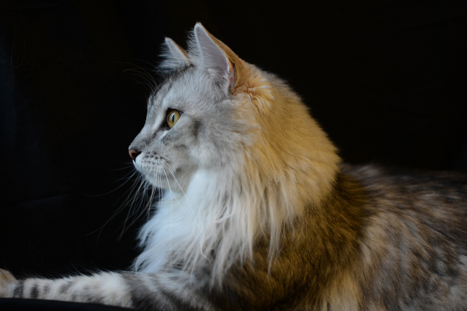 Maine Coon Profil, liegend, 12 M.