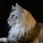 Maine Coon Profil, liegend, 12 M.