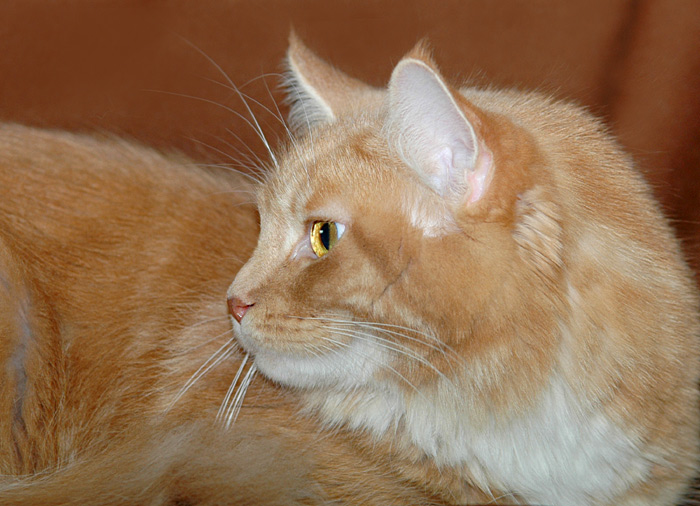 Maine Coon Red Tabby - Ausstellung Schwabach