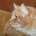 Maine Coon Red Tabby - Ausstellung Schwabach