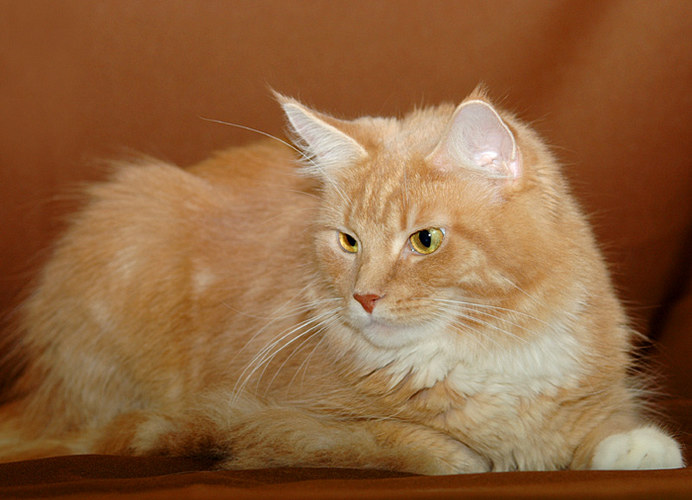 Maine Coon, red tabby mackerel (d 23). Anvanya Russa Norsa, photo by