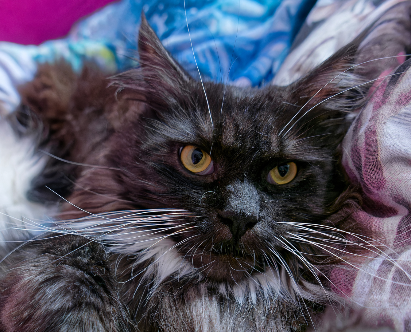 Maine Coon Relaxing