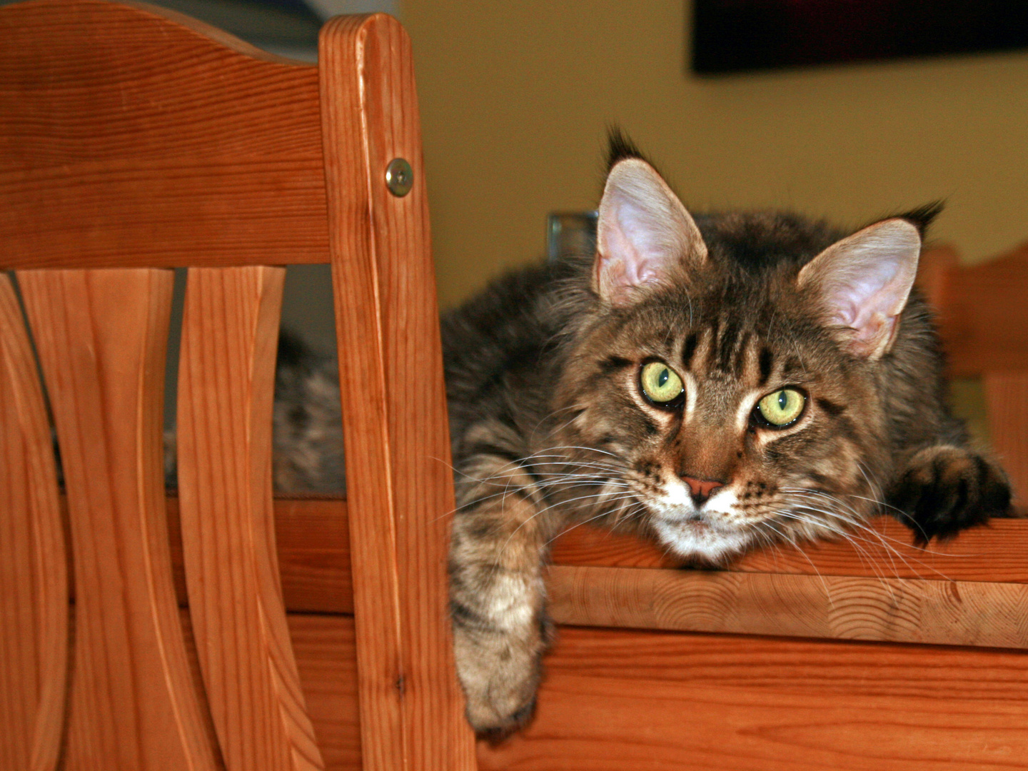 Maine Coon Romulus.... in einem Monat werde ich ein Jahr