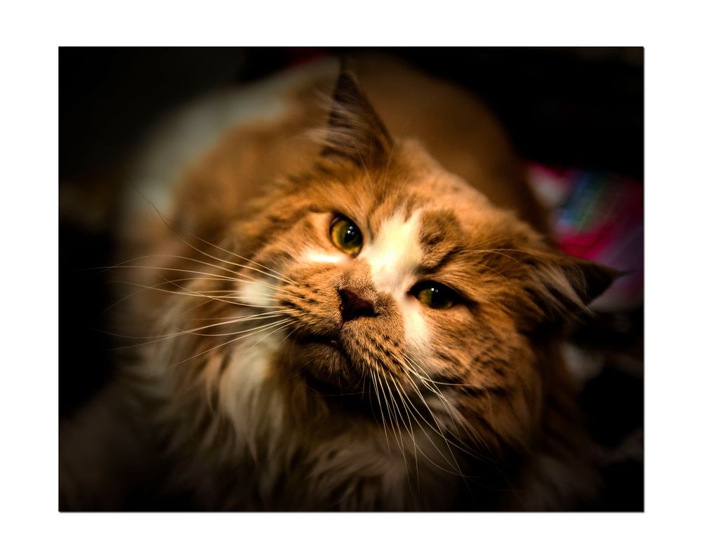 Maine Coon Schmusekatze