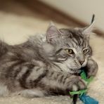 Maine Coon Shadow