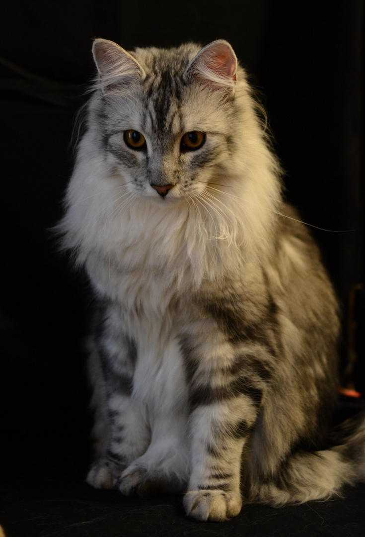 Maine Coon, sitzend 9 M.