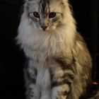 Maine Coon, sitzend 9 M.