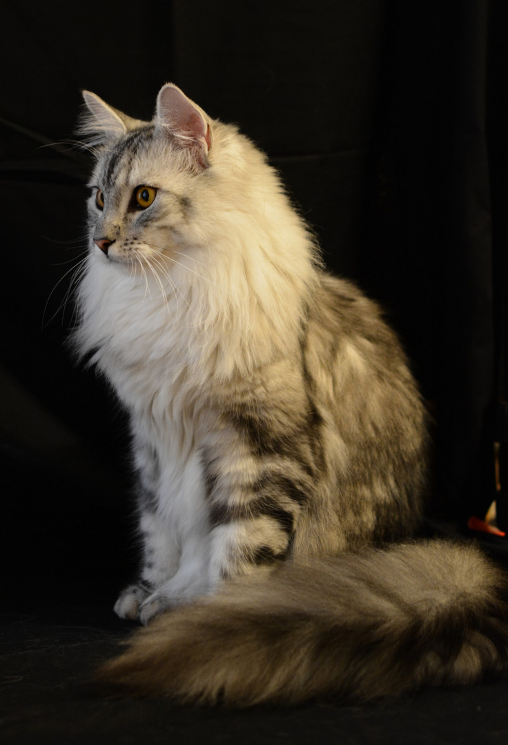 Maine Coon, sitzend 9 M.