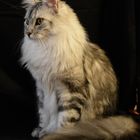 Maine Coon, sitzend 9 M.