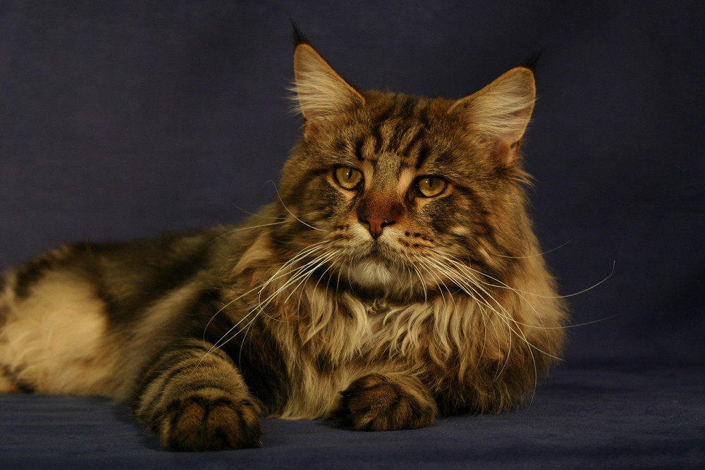 Maine Coon Tomcat