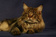 Maine Coon Tomcat