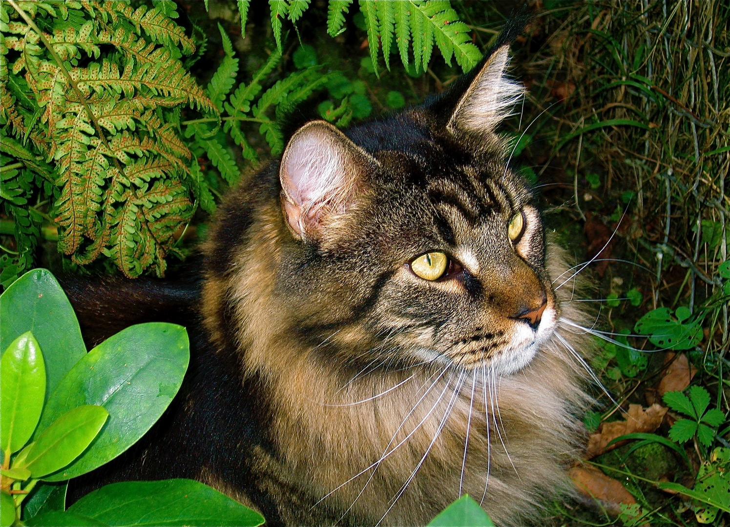 Maine Coon tomcat Nepomuk in our garden :.: Maine Coon Kater Nepomuk im Garten