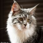 Maine Coon Uori