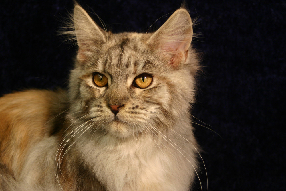 Maine Coon Youngster - Girl