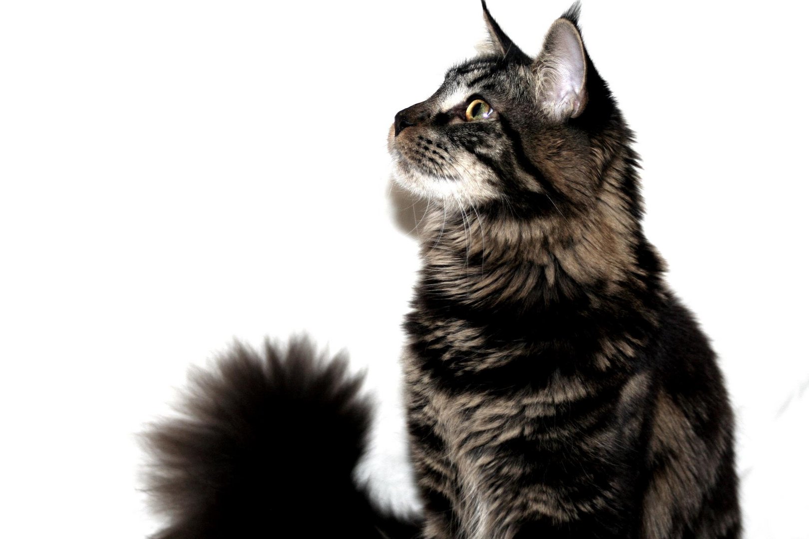 Maine Coon Zazou