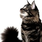 Maine Coon Zazou