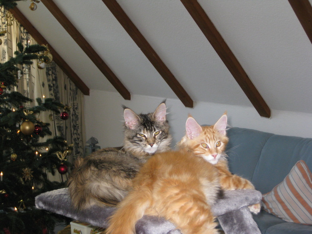 Maine Coon2