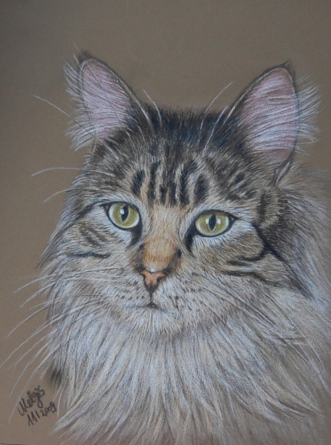 Mainecoon 2