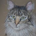 Mainecoon 2